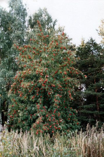 Звенигородский лес